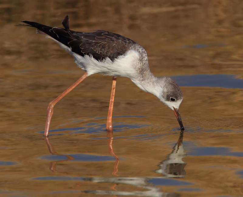 Black-winged stilt (himantopus himantopus), Kalloni Saltpans, Greece, September 2013