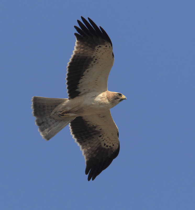 Booted eagle (hieraaetus pennatus), Elche, Spain, October 2013