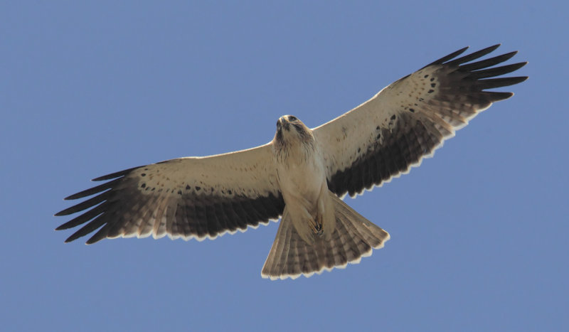 Booted eagle (hieraaetus pennatus), Elche, Spain, October 2013