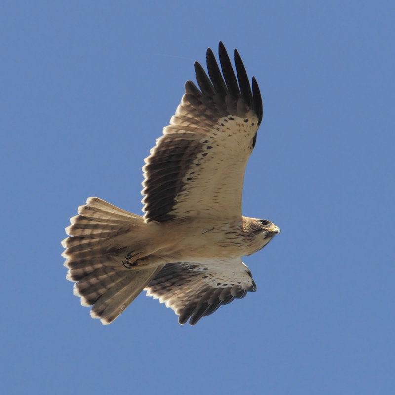 Booted eagle (hieraaetus pennatus), Elche, Spain, October 2013