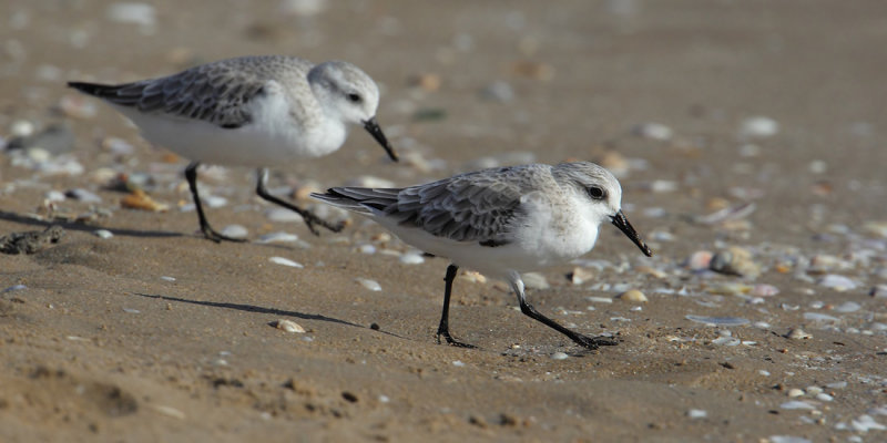 Sanderling (calidris alba), La Marina, Spain, October 2013
