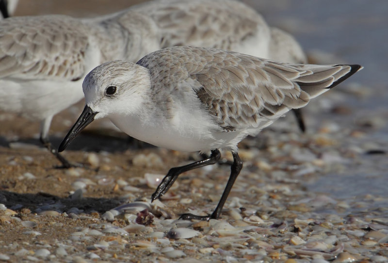 Sanderling (calidris alba), La Marina, Spain, October 2013