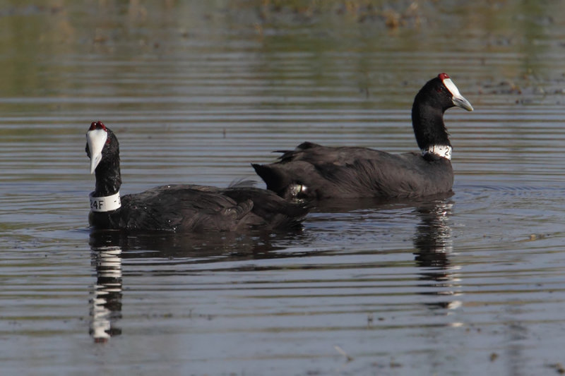 Red-knobbed coot (fulica cristata), El Fondo, Spain, October 2013