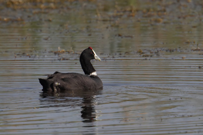 Red-knobbed coot (fulica cristata), El Fondo, Spain, October 2013