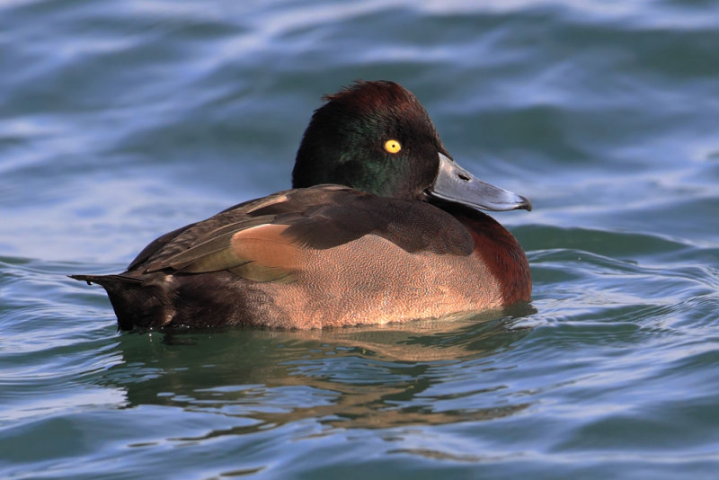 Tufted duck x ferruginous duck? (aythya fuligula x nyroca?), Morges, Switzerland, November 2013