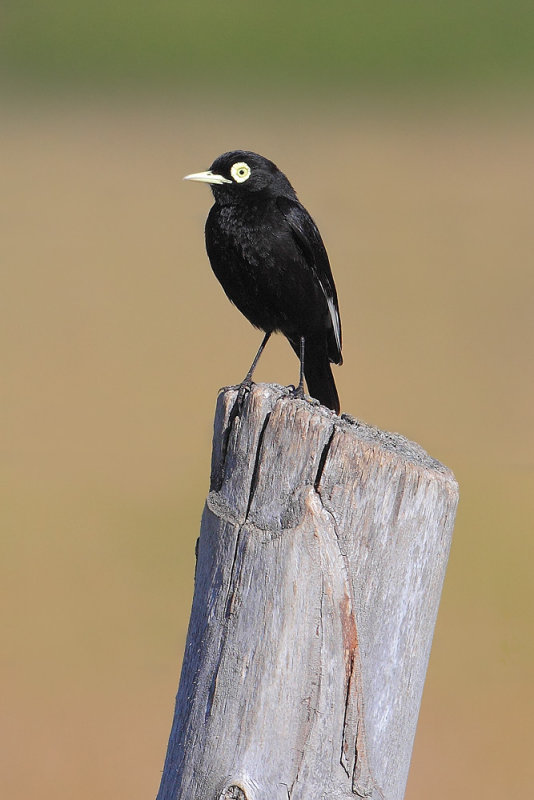 Spectacled tyrant (hymenops perspicillatus), El Calafate, Argentina, January 2013
