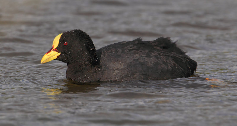 Red-gartered coot (fulica armillata), El Calafate, Argentina, January 2013