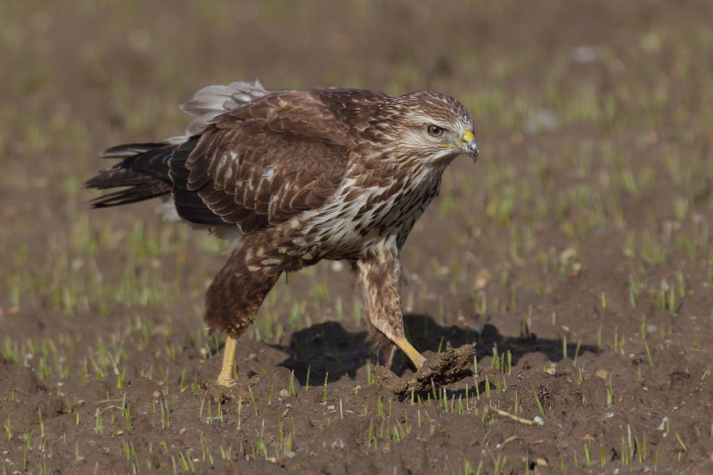 Common buzzard (buteo buteo), Ballens, Switzerland, December 2013