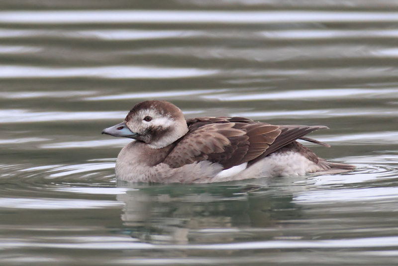 Long-tailed duck (clangula hyemalis), Saint-Sulpice, Switzerland, December 2013