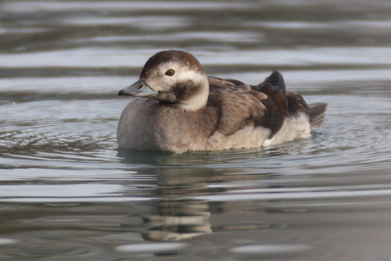 Long-tailed duck (clangula hyemalis), Saint-Sulpice, Switzerland, December 2013