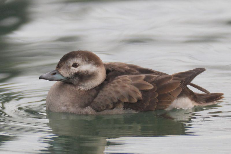 Long-tailed duck (clangula hyemalis), Saint-Sulpice, Switzerland, December 2013