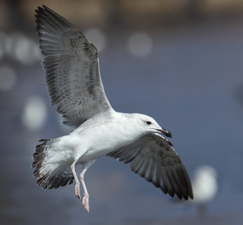 Steppe gull (larus (cachinnans/fuscus) barabensis), Quriyat, Oman, February 2014