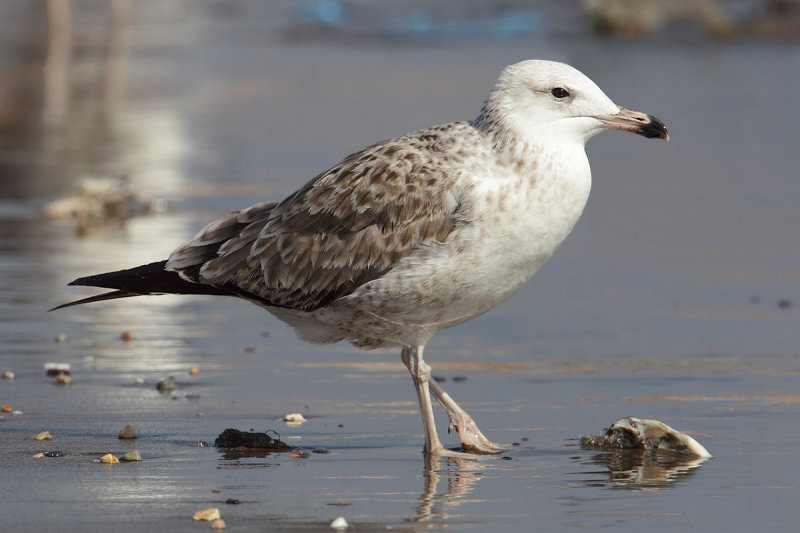 Steppe gull (larus (cachinnans/fuscus) barabensis), Quriyat, Oman, February 2014
