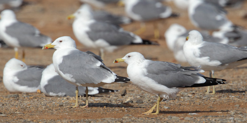 Steppe gull (larus (cachinnans/fuscus) barabensis), Yiti, Oman, February 2014