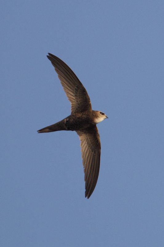 Pallid swift (apus pallidus), Al Jissah, Oman, February 2014
