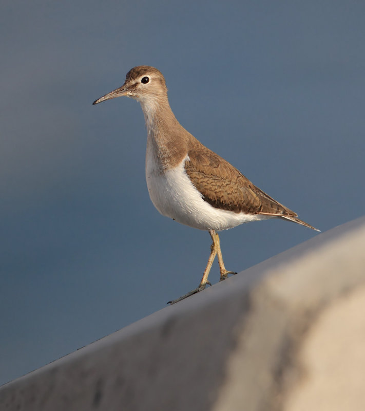 Common sandpiper (actitis hypoleucos), Al Jissah, Oman, February 2014