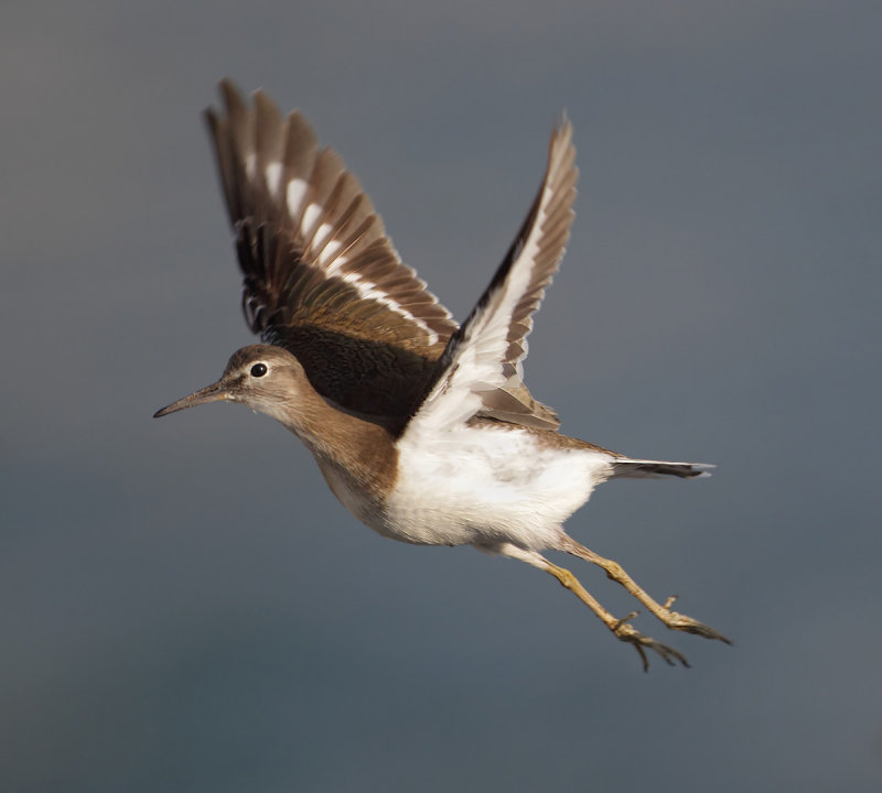 Common sandpiper (actitis hypoleucos), Al Jissah, Oman, February 2014