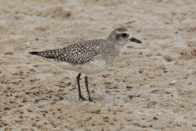 Grey plover (pluvialis squatarola), Yiti, Oman, February 2014