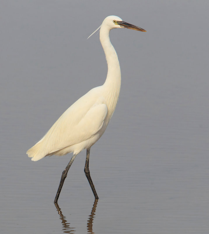 Western reef heron, western reef egret (egretta gularis), Yiti, Oman, Febraury 2014