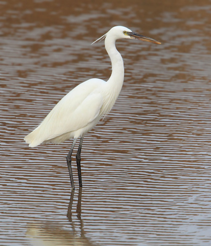 Western reef heron, western reef egret (egretta gularis), Yiti, Oman, Febraury 2014