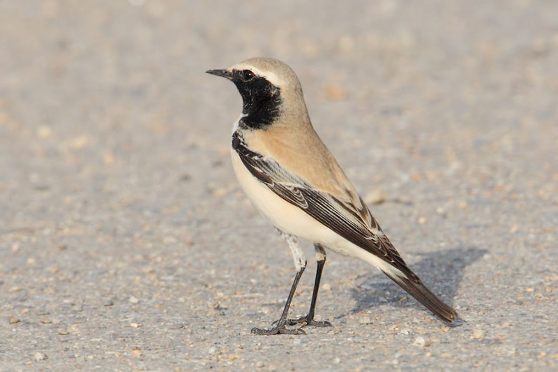Desert wheatear (oenanthe deserti), Yiti, Oman, February 2014