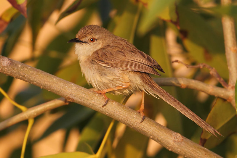 Graceful prinia (prinia gracilis), Al Jissah, Oman, February 2014