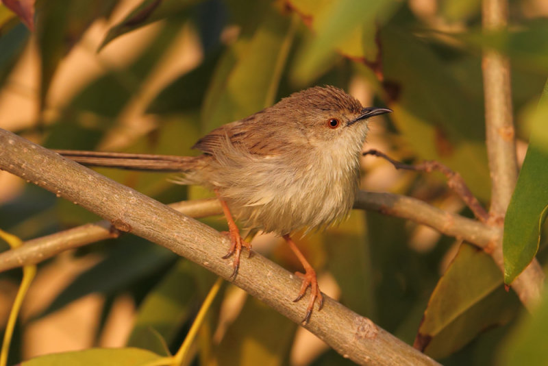 Graceful prinia (prinia gracilis), Al Jissah, Oman, February 2014