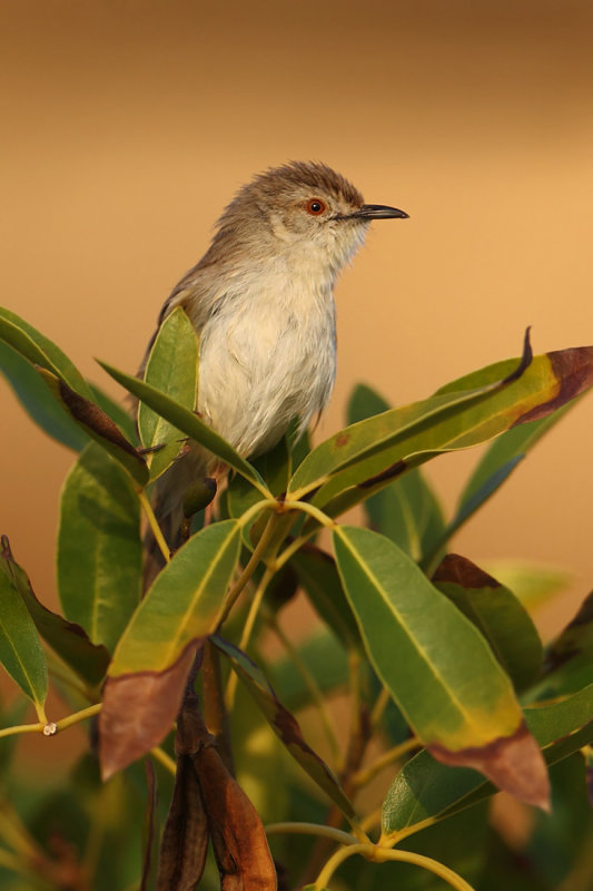 Graceful prinia (prinia gracilis), Al Jissah, Oman, February 2014