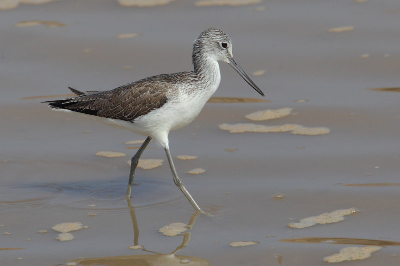  Common greenshank (tringa nebularia), Al Jissah, Oman, February 2014