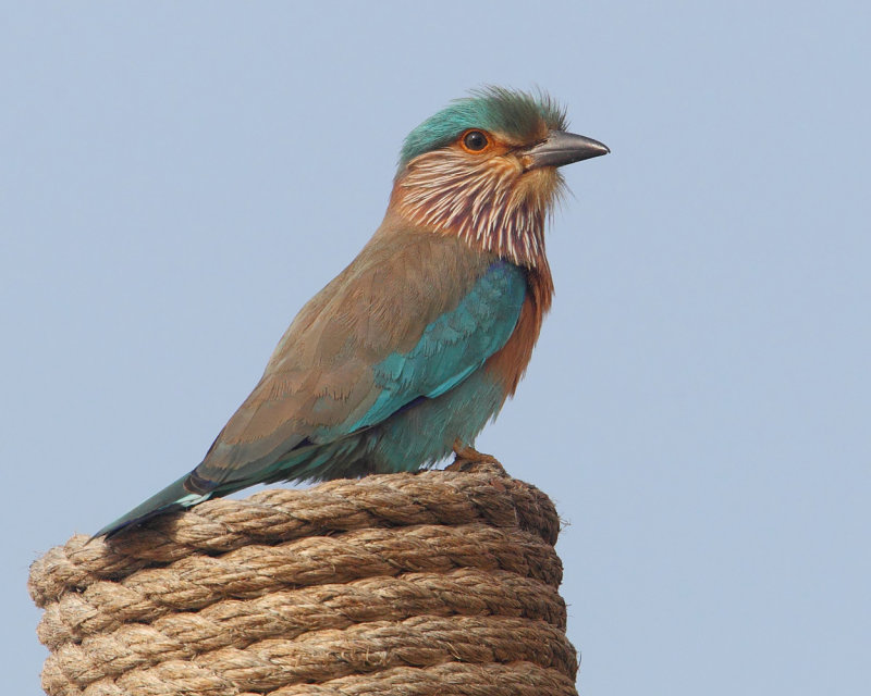 Indian roller (coracias benghalensis), Al Jissah, Oman, February 2014