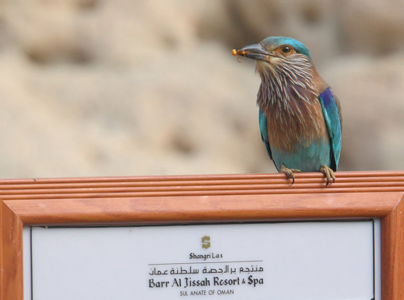 Indian roller (coracias benghalensis), Al Jissah, Oman, February 2014