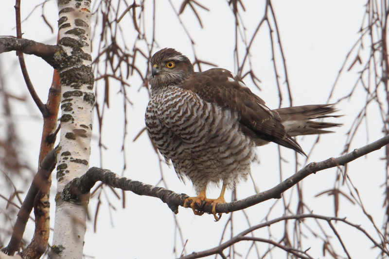 Sparrowhawk (accipiter nisus), Echandens, Switzerland, February 2014