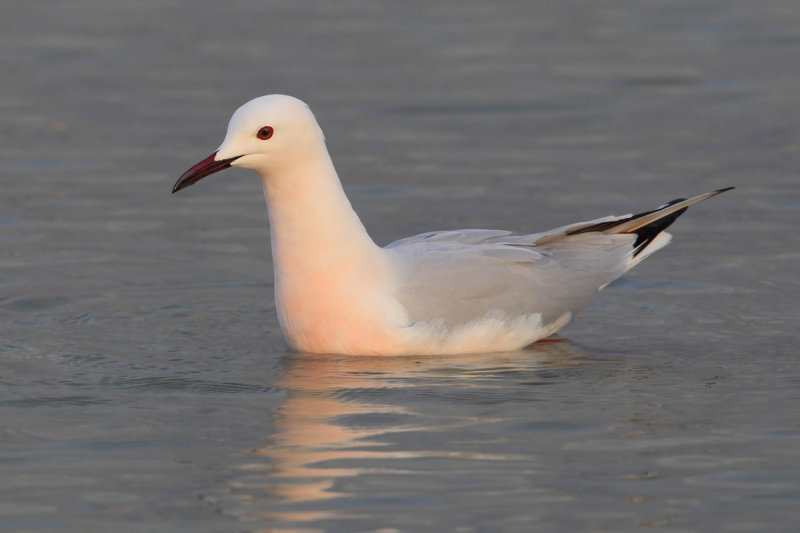 Slender-billed gull (larus genei), Santa Pola, Spain, March 2014