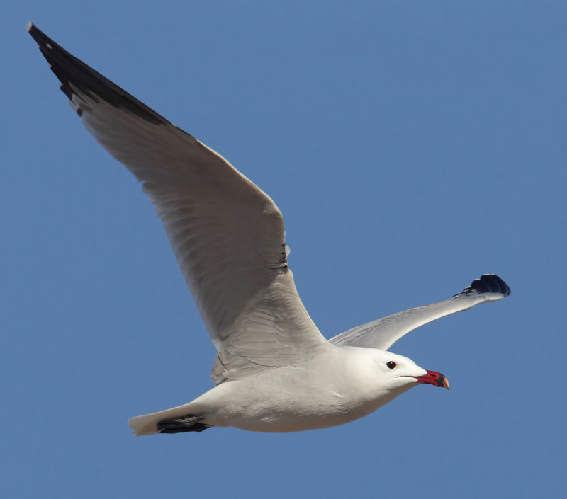Audouins gull (ichthyaetus audouinii), Santa Pola, Spain, March 2014