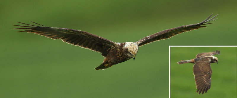 Marsh harrier, Grancy, Switzerland, May 2014