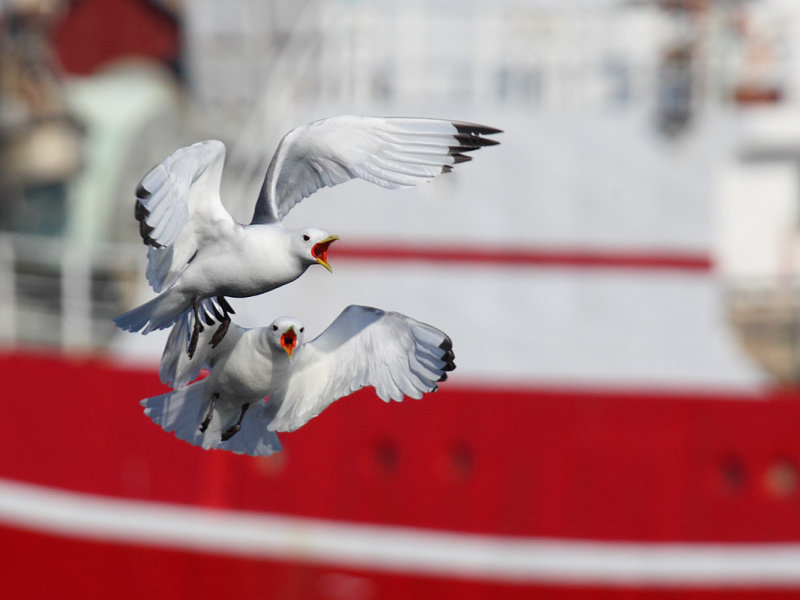 Black-legged kittiwake (rissa tridactyla), Srvgen, Norway, July 2014