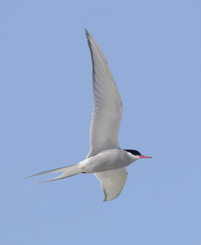  Arctic tern (sterna paradisaea), Fredvang, Norway, July 2014