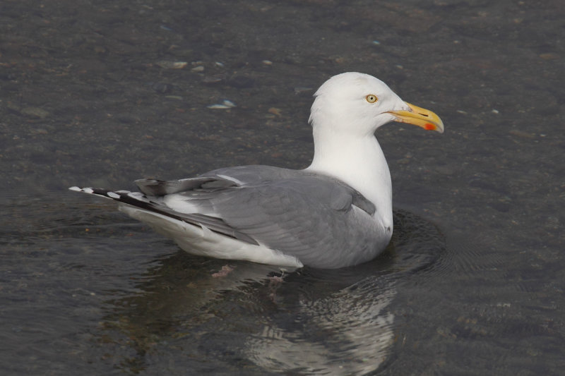 Herring gull (larus argentatus argentatus), , Norway, July 2014
