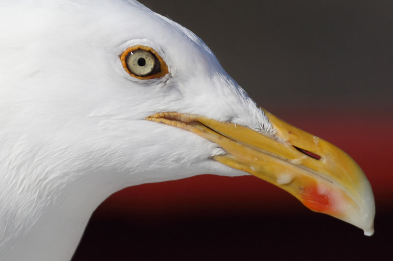 Herring gull (larus argentatus argentatus), , Norway, July 2014
