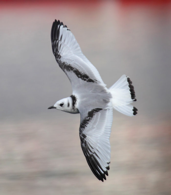 Black-legged kittiwake (rissa tridactyla), Srvgen, Norway, July 2014