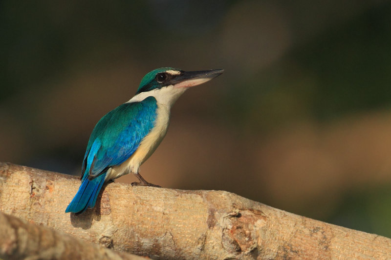  Collared kingfisher (todiramphus chloris), Langkawi, Malaysia, January 2014