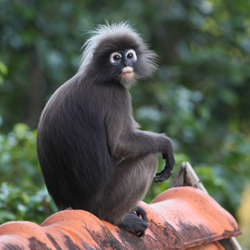 Langkawi, Janvier 2015