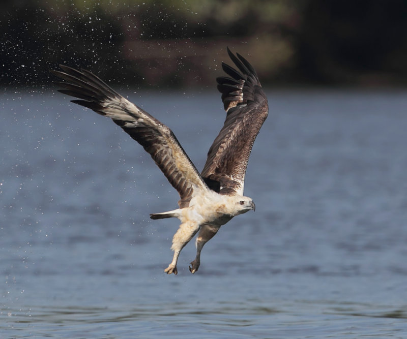  White-bellied sea eagle (haliaeetus leucogaster), Langkawi, Malaysia, January 2015 