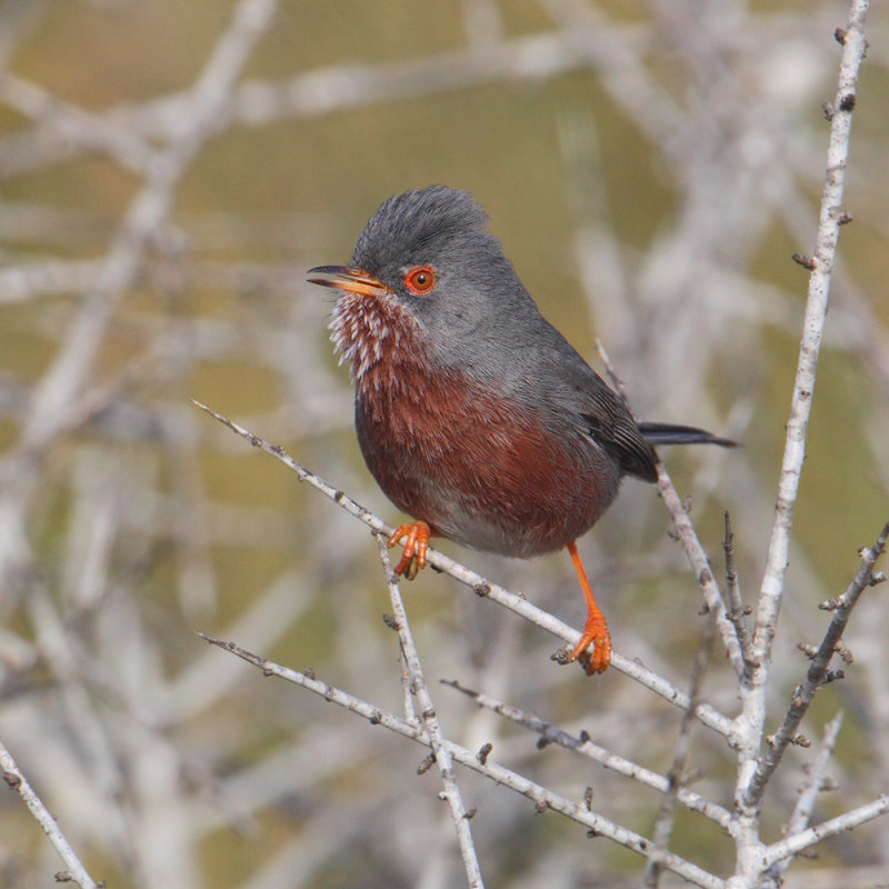 Dartford warbler (sylvia undata), La Marina, Spain, February 2016