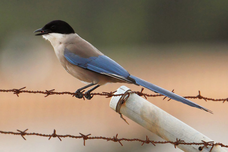 Azure-winged magpie (cyanopica cyanus), Torrevieja, Spain, April 2016