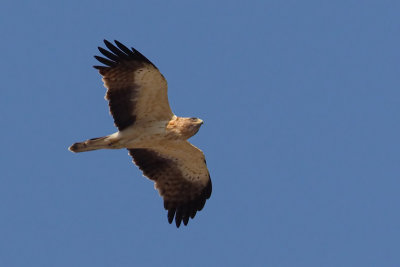 Booted eagle (hieraaetus pennatus), Dadia, Greece, September 2008