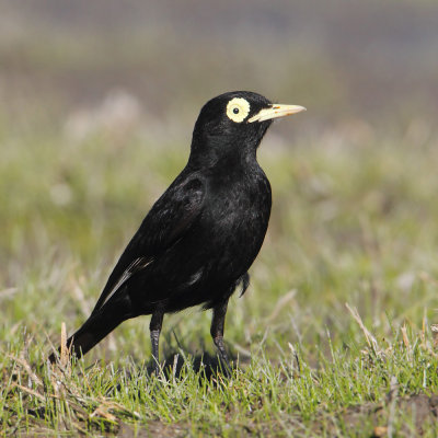 Spectacled tyrant (hymenops perspicillatus), El Calafate, Argentina, January 2013