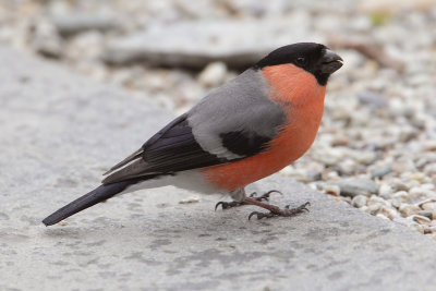 Bullfinch (pyrrhula pyrrhula), Ayer, Switzerland, May 2013