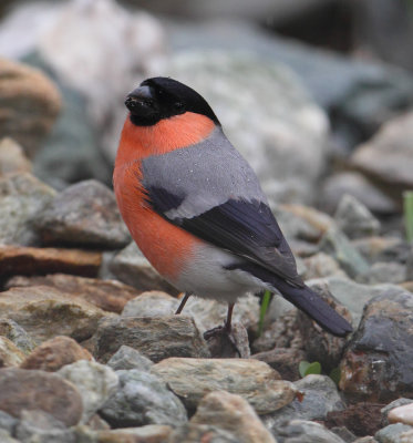 Bullfinch (pyrrhula pyrrhula), Ayer, Switzerland, May 2013