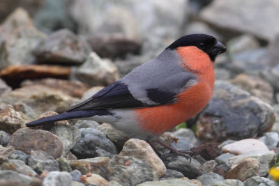 Bullfinch (pyrrhula pyrrhula), Ayer, Switzerland, May 2013